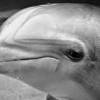 Dolphin Teet